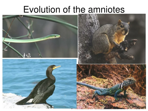 Evolution of the amniotes