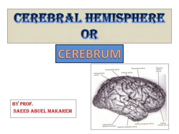 By Prof.  Saeed Abuel Makarem