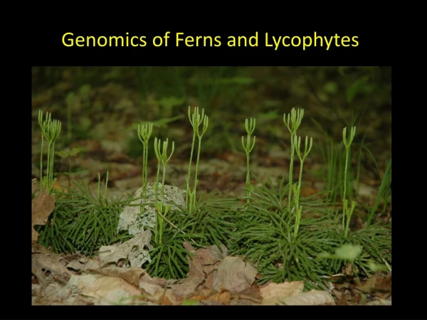 Genomics of Ferns and Lycophytes