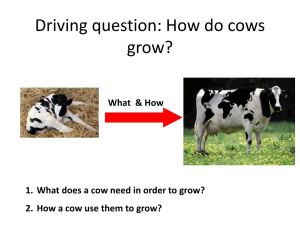 Driving question: How do cows grow?