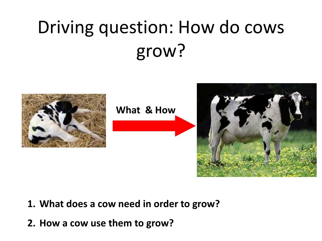 driving question how do cows grow