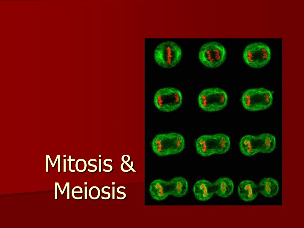 mitosis meiosis