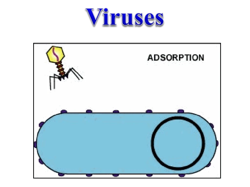 viruses