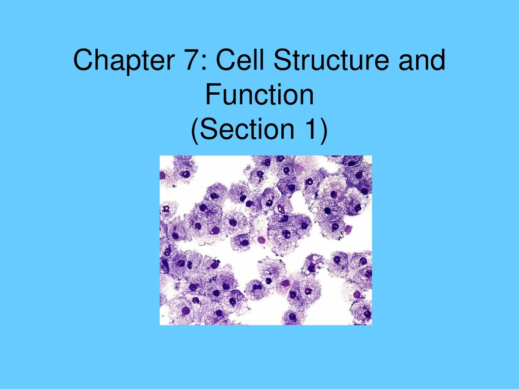 chapter 7 cell structure and function section 1