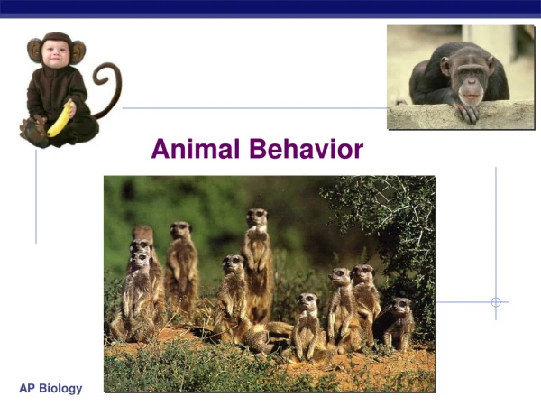 Animal Behavior