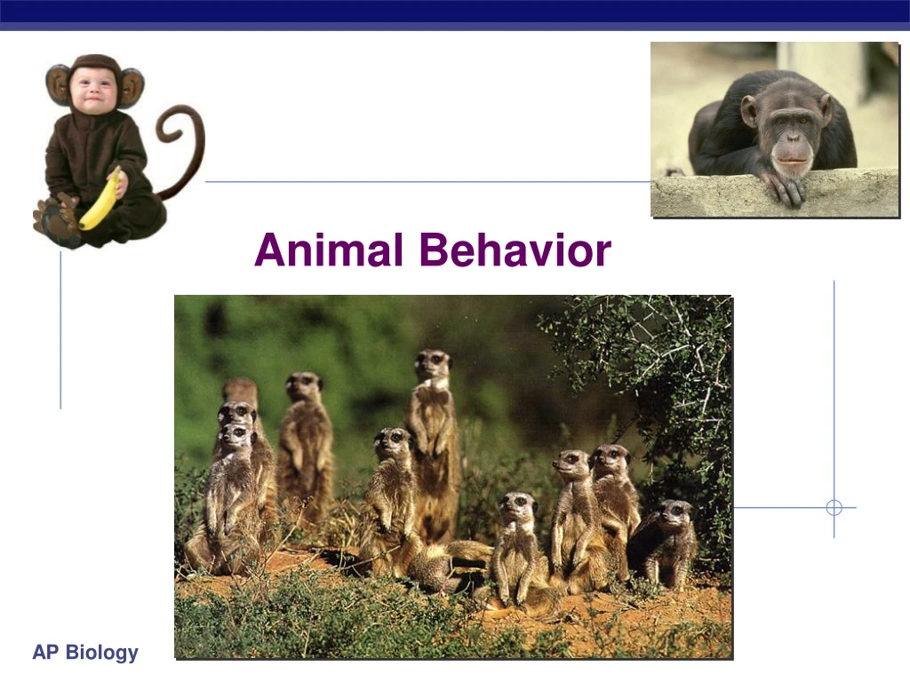 animal behavior