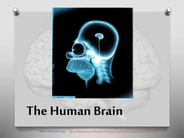 The Human Brain