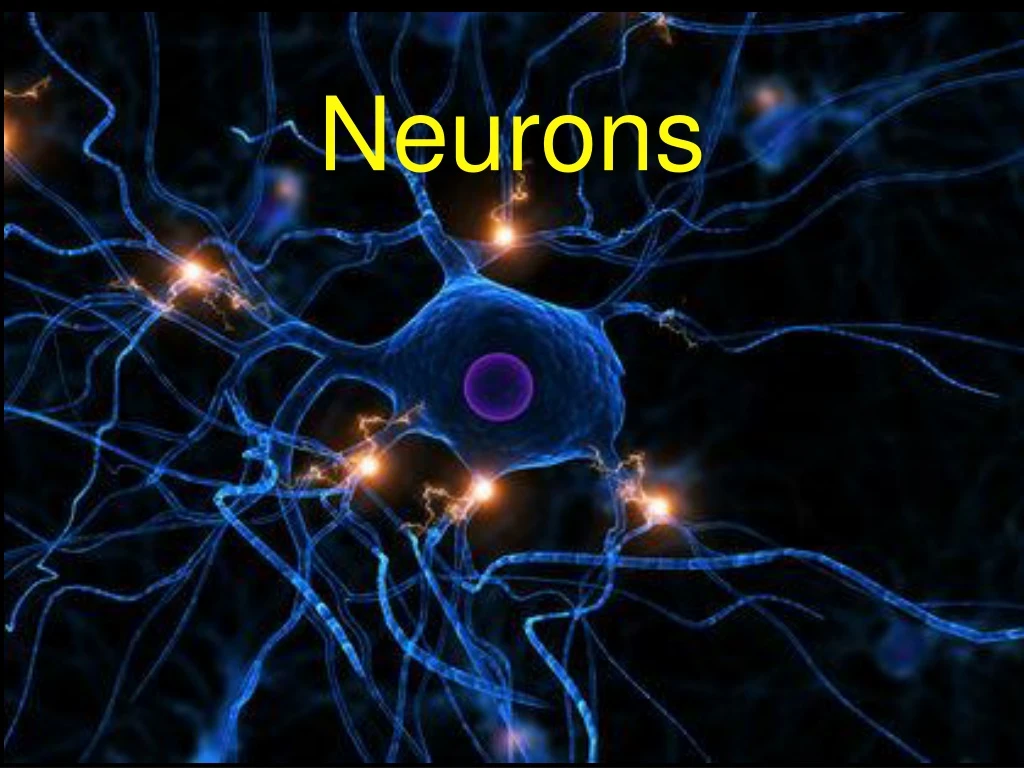 neurons