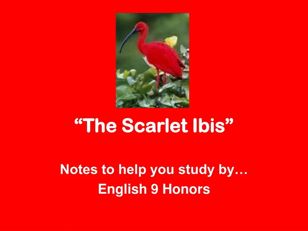 the scarlet ibis