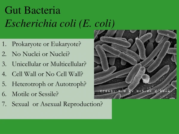 Gut Bacteria Escherichia coli (E. coli)