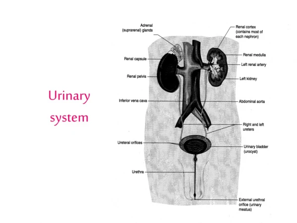 Urinary system