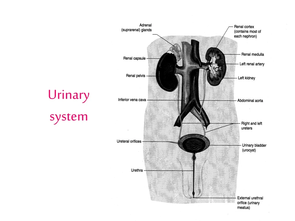 urinary system