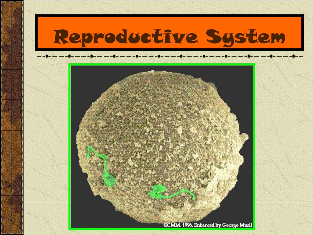 reproductive system