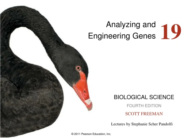 Analyzing and  Engineering Genes