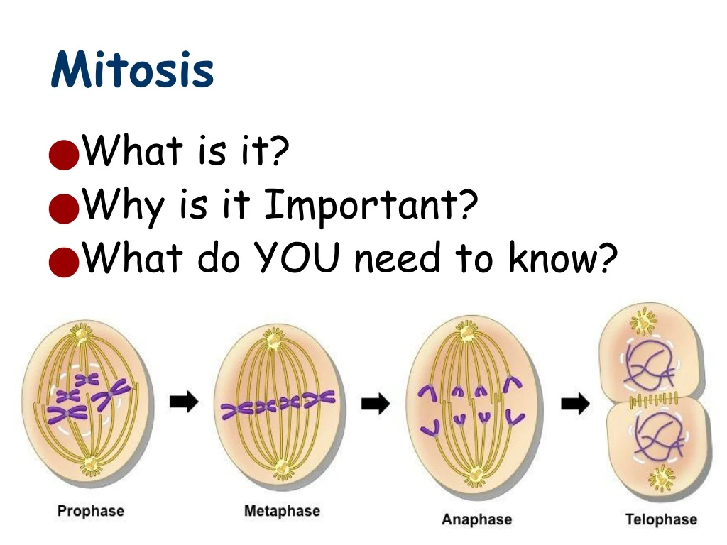 mitosis