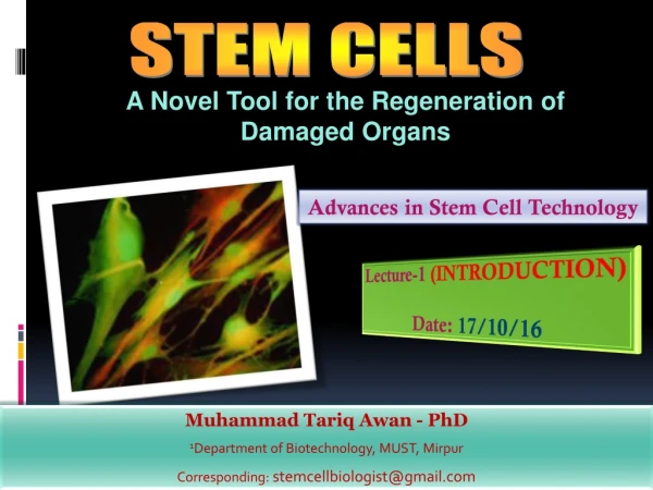 STEM CELLS