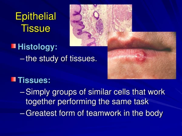 Epithelial  Tissue