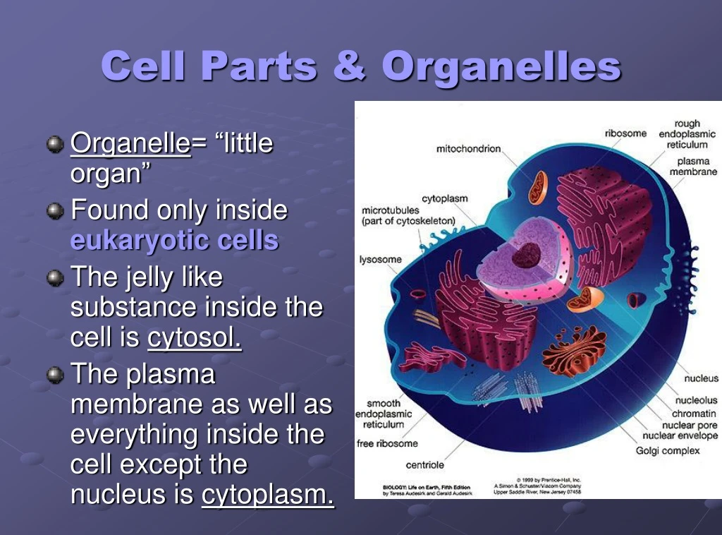 cell parts organelles