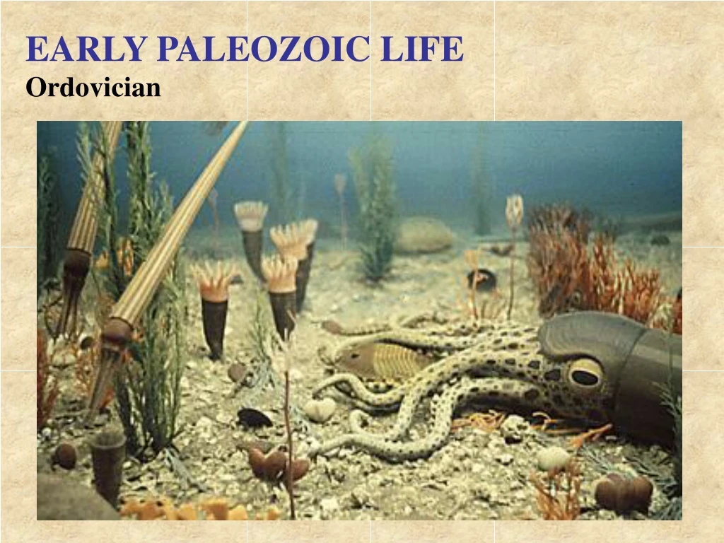 early paleozoic life