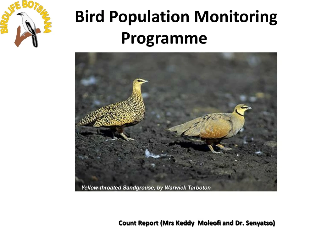 bird population monitoring programme