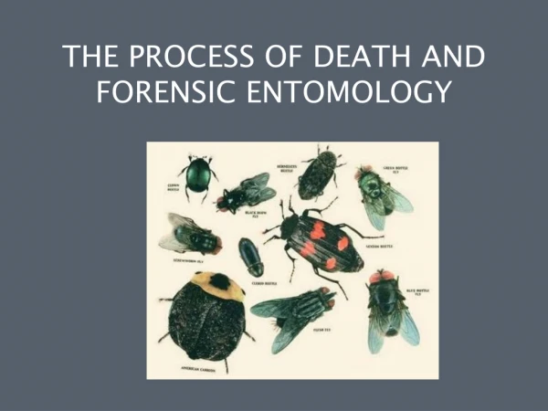 THE PROCESS OF DEATH AND FORENSIC ENTOMOLOGY