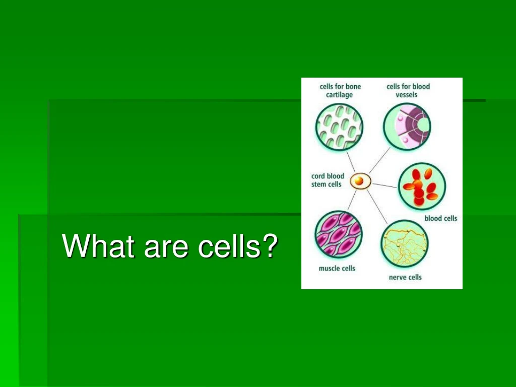 what are cells