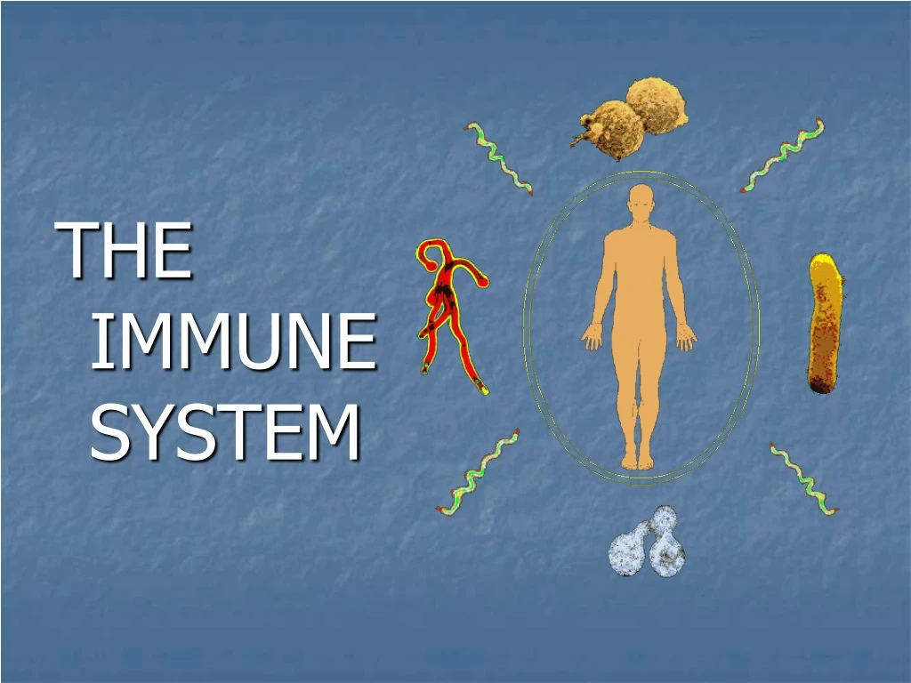 the immune system