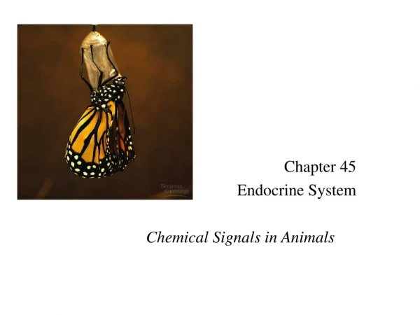 Chapter 45  	Endocrine System Chemical Signals in Animals