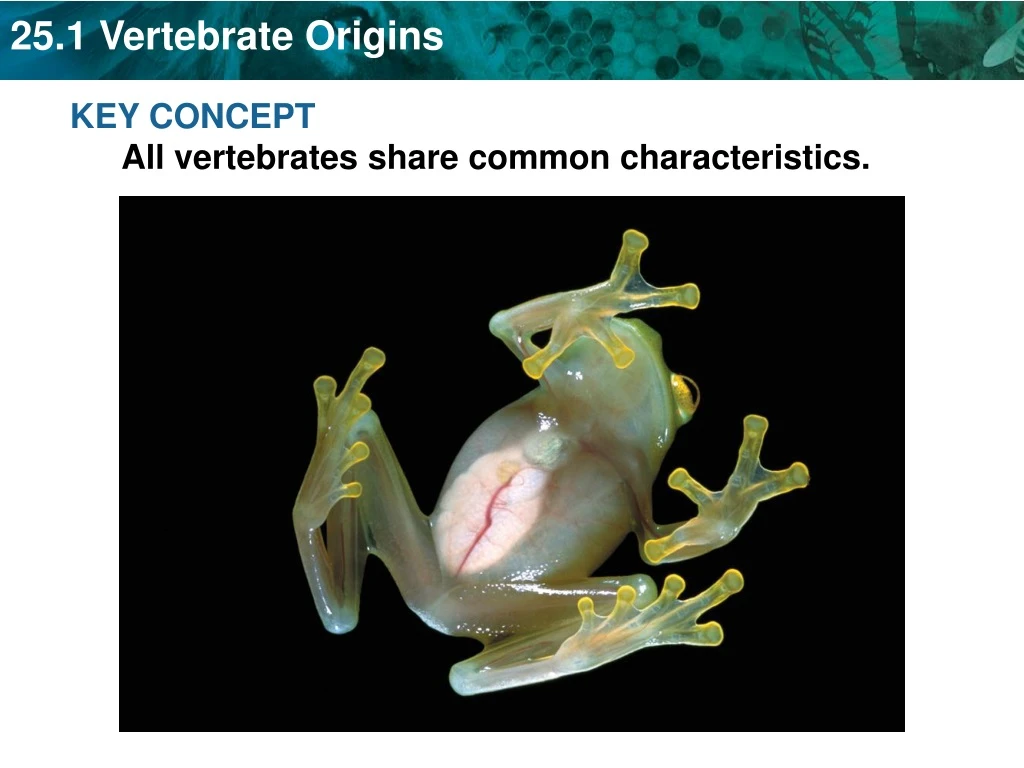 key concept all vertebrates share common