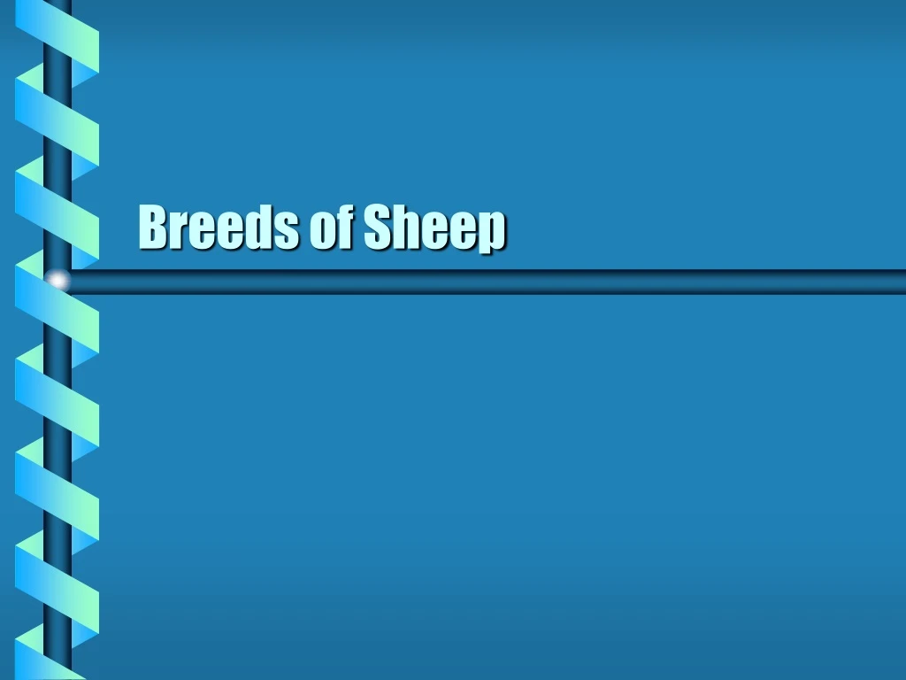 breeds of sheep