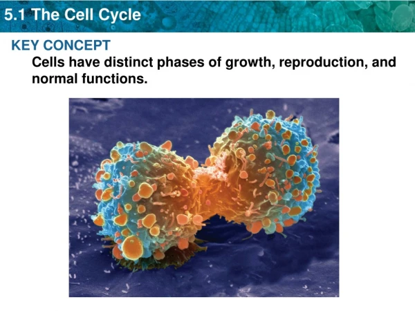 KEY CONCEPT  Cells have distinct phases of growth, reproduction, and normal functions.