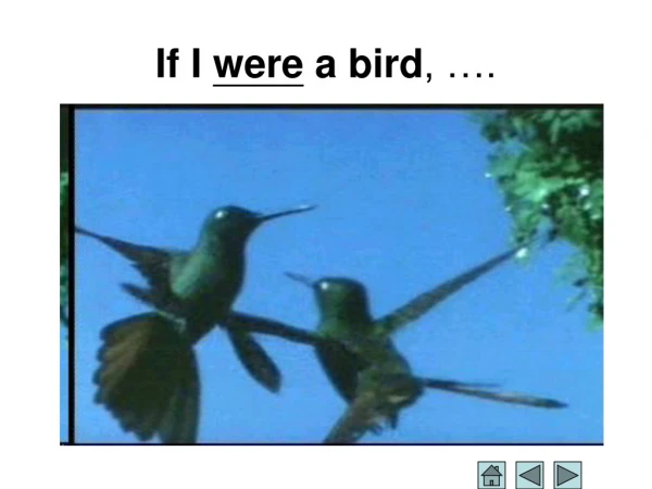 If I  were  a bird , ….
