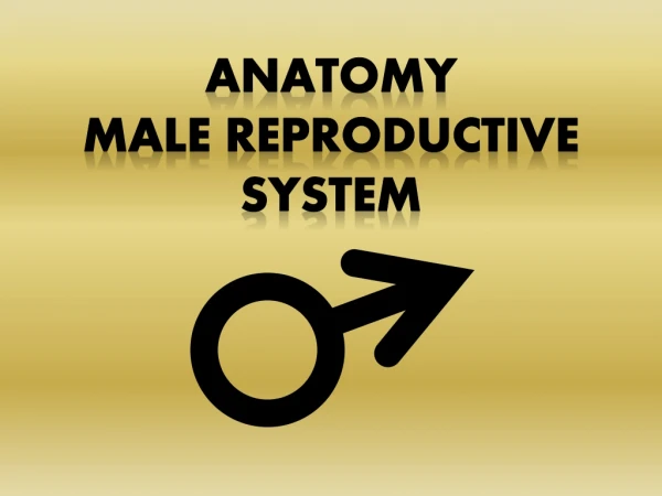Anatomy   Male Reproductive System
