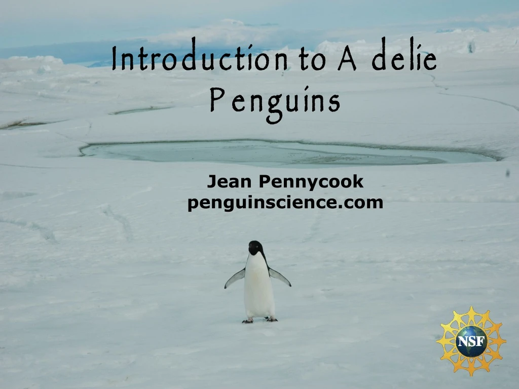 introduction to adelie penguins