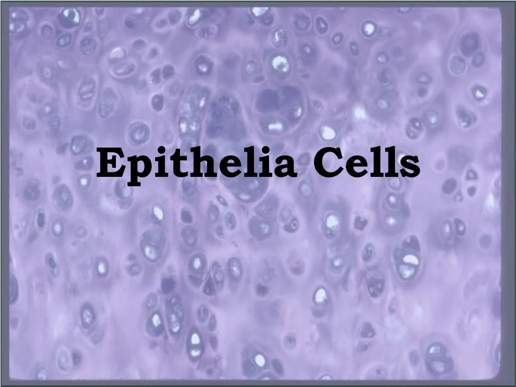 epithelia cells