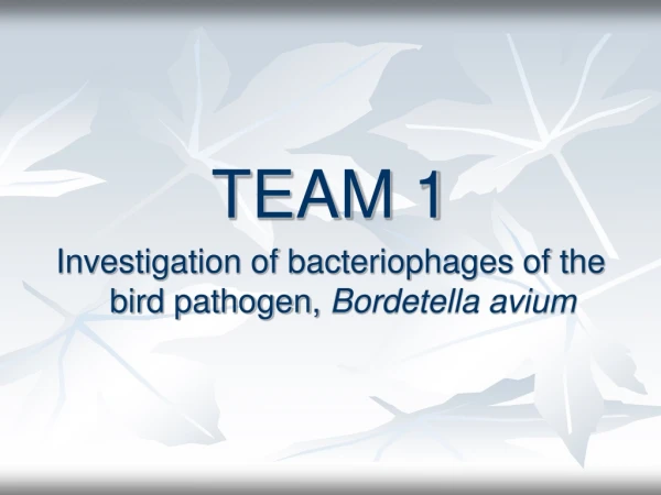 TEAM 1 Investigation of bacteriophages of the bird pathogen,  Bordetella avium