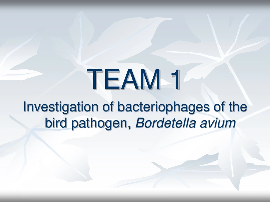 team 1 investigation of bacteriophages