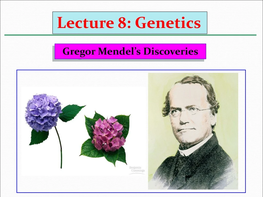 lecture 8 genetics