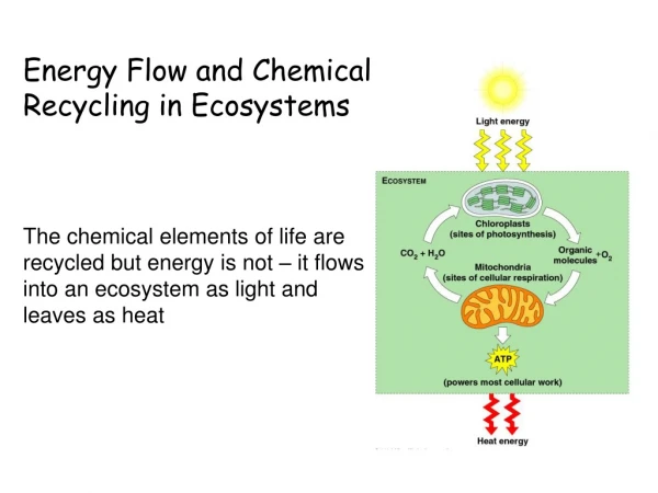 Energy Flow and Chemical  Recycling in Ecosystems