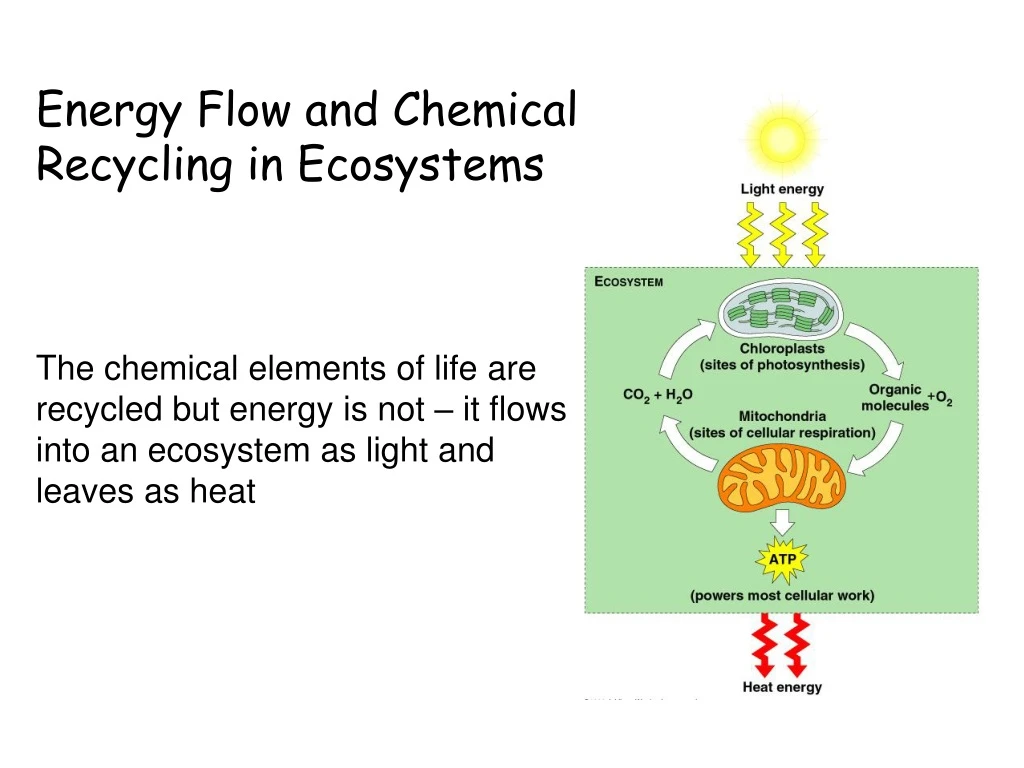 energy flow and chemical recycling in ecosystems