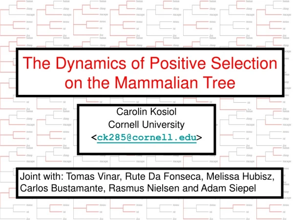 The Dynamics of Positive Selection on the Mammalian Tree