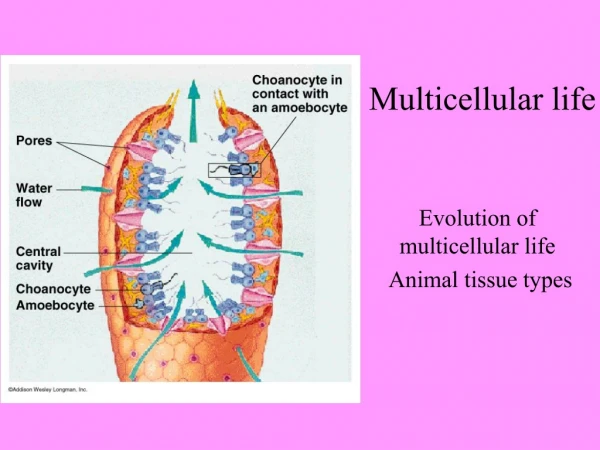 Multicellular life