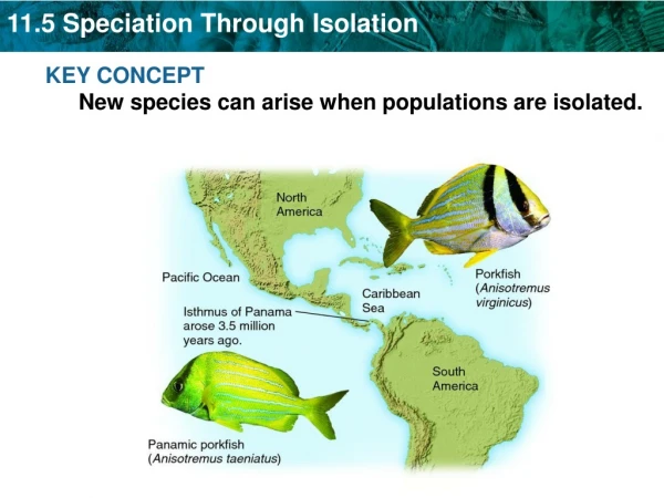 KEY CONCEPT  New species can arise when populations are isolated.