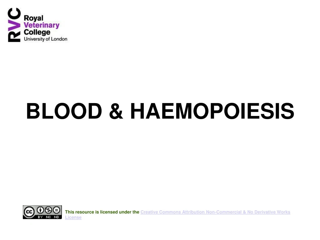 blood haemopoiesis