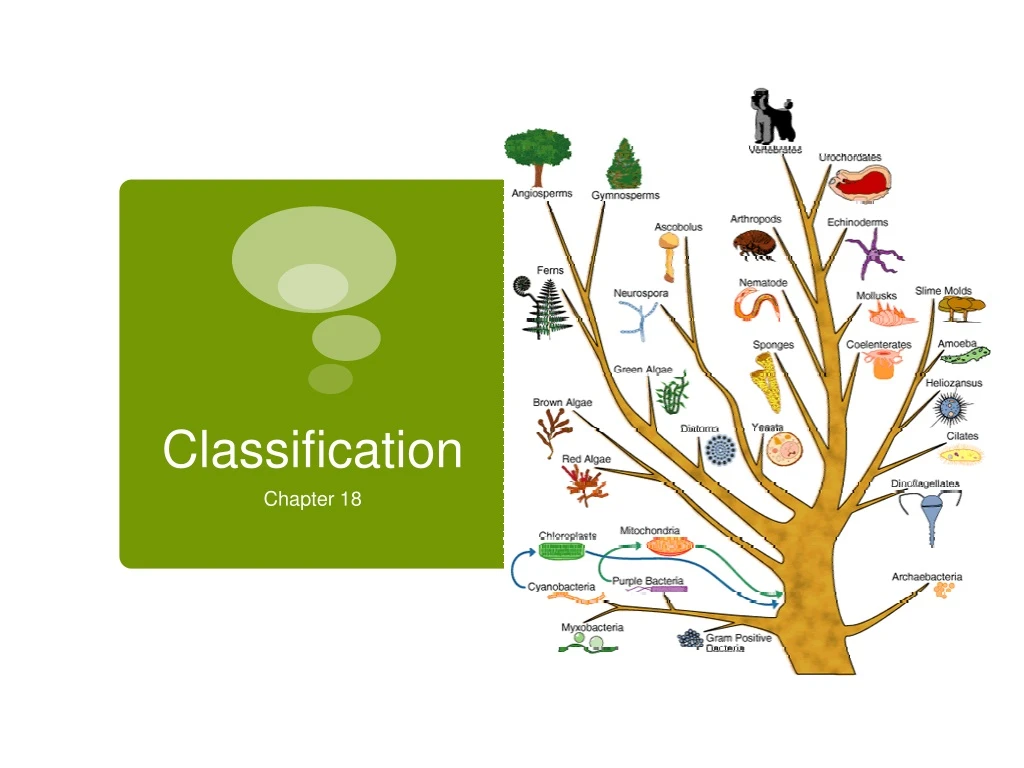 classification