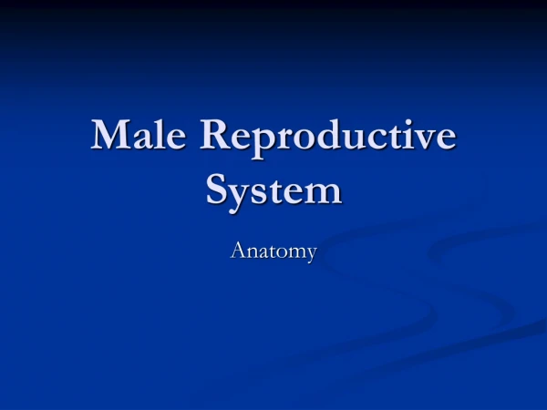Male Reproductive System