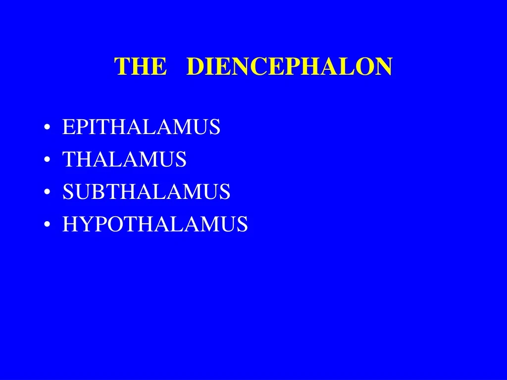 the diencephalon