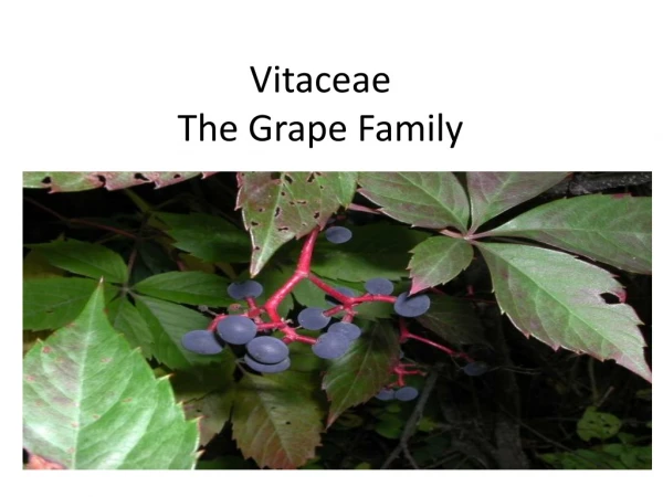 Vitaceae The Grape Family