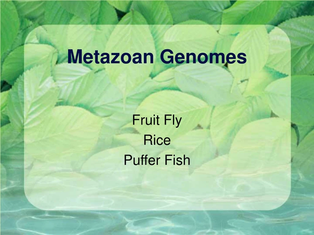 metazoan genomes