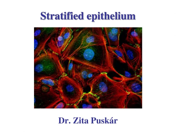 Stratified epithelium